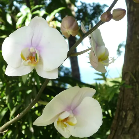 מלון Logis Victorine ניס